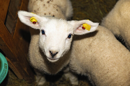 Symbolfoto Osterlamm