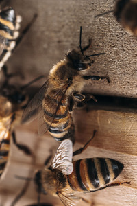 Symbolfoto Bienen