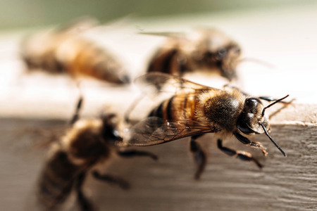 Symbolfoto Bienen
