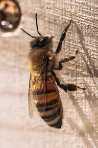 Symbolfoto Bienen