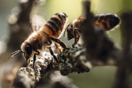 Symbolfoto Bienen