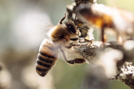 Symbolfoto Bienen