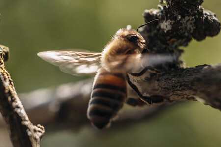 Symbolfoto Bienen