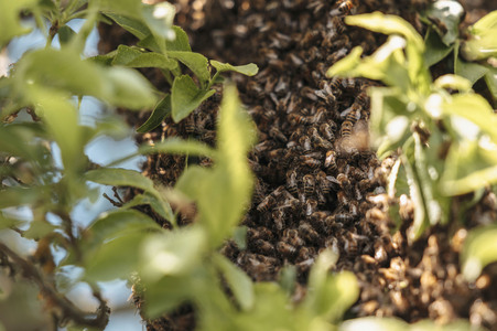 Symbolfoto Bienen