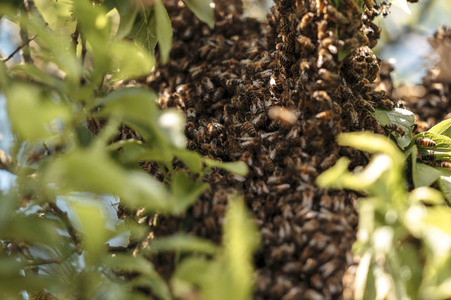 Symbolfoto Bienen