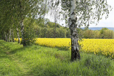 NATURE ART: Rapsbirken / Rapeseed Birches Bodypainting