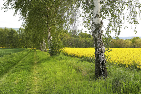 NATURE ART: Rapsbirken / Rapeseed Birches Bodypainting