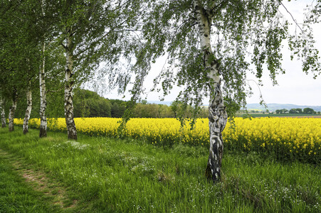 NATURE ART: Rapsbirken / Rapeseed Birches Bodypainting