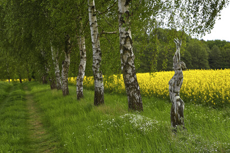 NATURE ART: Rapsbirken / Rapeseed Birches Bodypainting