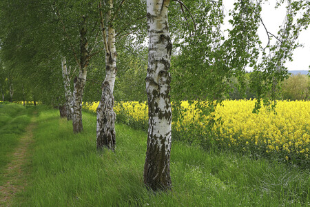 NATURE ART: Rapsbirken / Rapeseed Birches Bodypainting