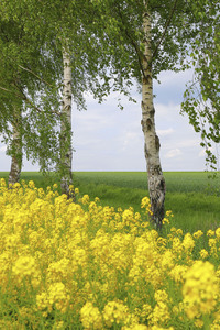 NATURE ART: Rapsbirken / Rapeseed Birches Bodypainting