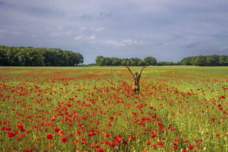 NATURE ART: Rotmohn / Red Poppy Bodypainting