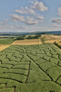 Maislabyrinth  in Bad Münder
