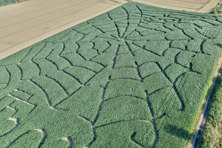 Maislabyrinth  in Bad Münder