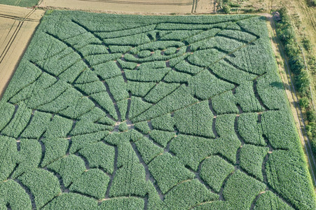 Maislabyrinth  in Bad Münder