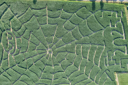 Maislabyrinth  in Bad Münder