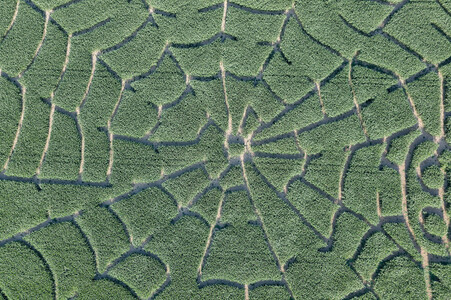 Maislabyrinth  in Bad Münder