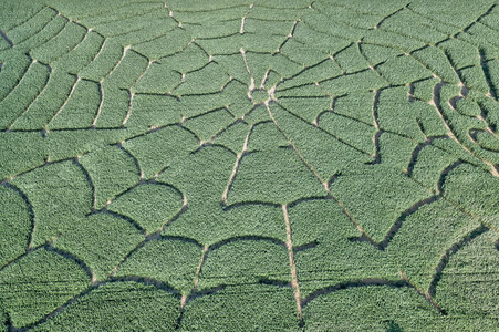 Maislabyrinth  in Bad Münder
