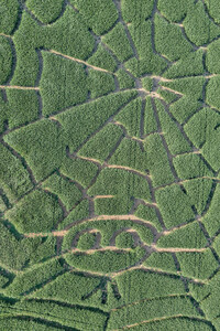 Maislabyrinth  in Bad Münder