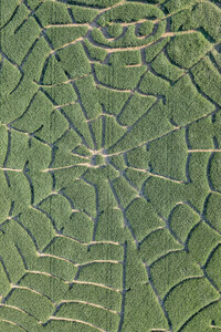 Maislabyrinth  in Bad Münder
