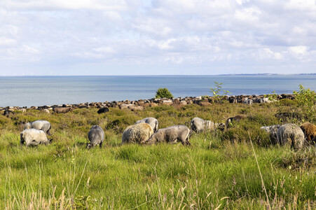 Schafe auf Sylt