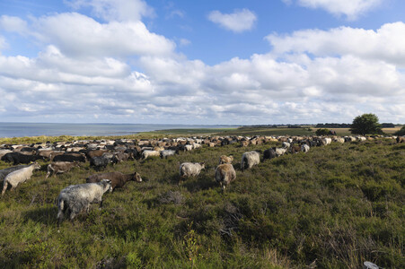 Schafe auf Sylt