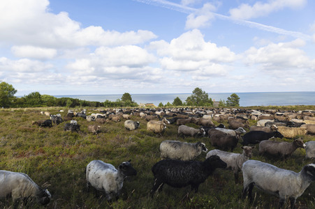 Schafe auf Sylt