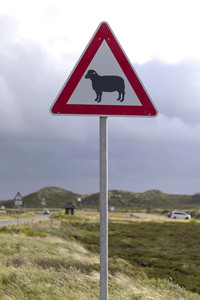 Symbolfoto Verkehrsschild Achtung Schafe