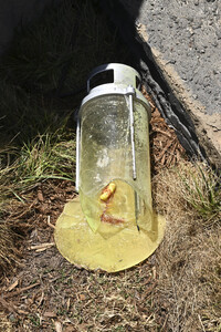 Impressionen von der San Diego Comic-Con International 2025