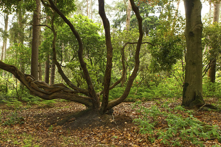 Nature Art: Mensch & Natur - Farbige Symbiosen Kalender 2026