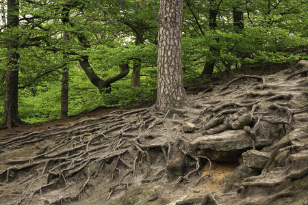 Nature Art: Mensch & Natur - Farbige Symbiosen Kalender 2026