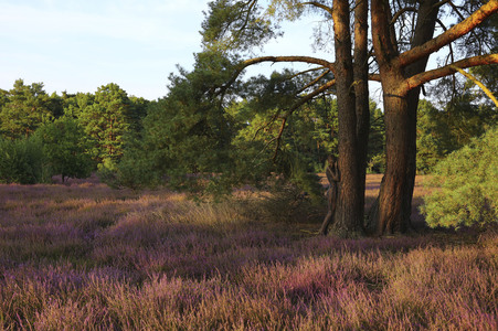 Nature Art: Mensch & Natur - Farbige Symbiosen Kalender 2026