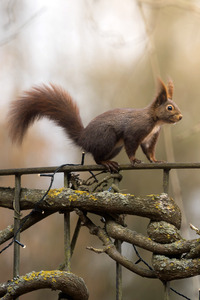 Symbolfoto Eichhörnchen