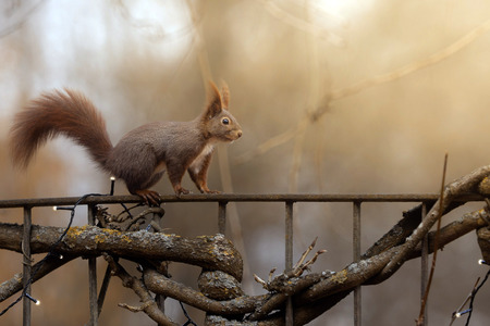 Symbolfoto Eichhörnchen