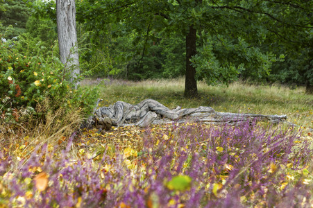 NATURE ART: Heideherbst / Heather Autumn Bodypainting
