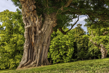 NATURE ART: Akazie / Acacia Bodypainting