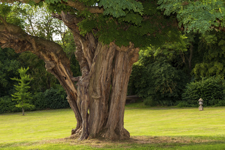 NATURE ART: Akazie / Acacia Bodypainting