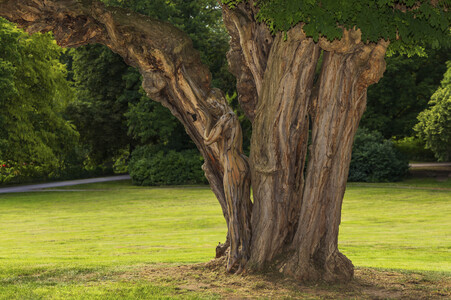 NATURE ART: Akazie / Acacia Bodypainting