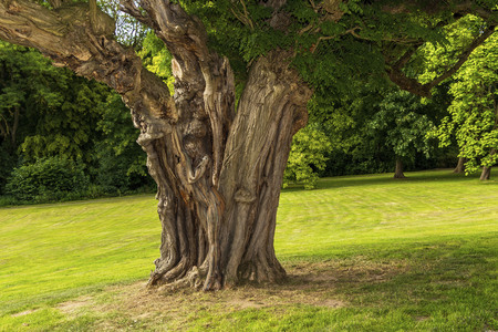 NATURE ART: Akazie / Acacia Bodypainting
