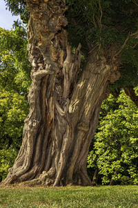 NATURE ART: Akazie / Acacia Bodypainting