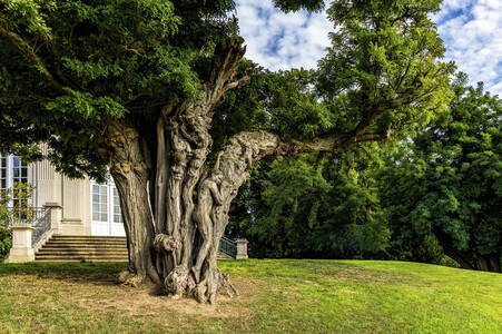 NATURE ART: Akazie / Acacia Bodypainting