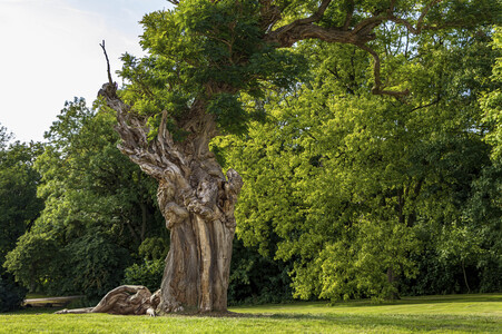 NATURE ART: Akazie / Acacia Bodypainting