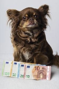 Symbolfoto Kosten für Hundehaltung