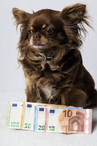 Symbolfoto Kosten für Hundehaltung