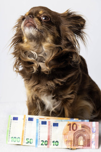 Symbolfoto Kosten für Hundehaltung