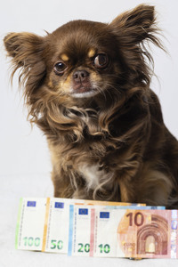 Symbolfoto Kosten für Hundehaltung