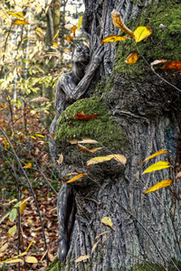NATURE ART:  Herbst / Autumn Bodypainting