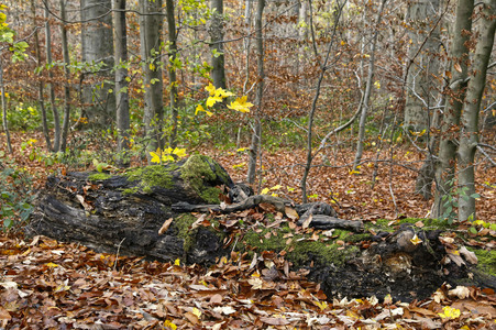 NATURE ART:  Herbst / Autumn Bodypainting