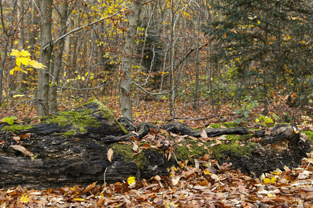 NATURE ART:  Herbst / Autumn Bodypainting