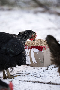 Symbolbild Feuerwerkskörper-Müll